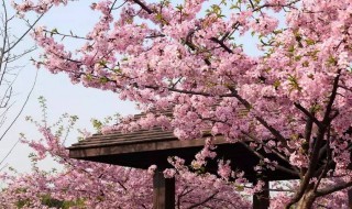 樱花有什么作用 樱花有什么作用和效果