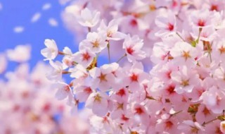 樱花有啥作用（樱花有啥作用和功效）
