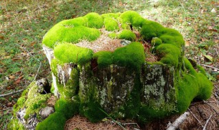 苔藓植物的作用 苔藓植物的作用教科书式回答