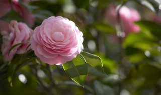 生物膜的主要作用 生物膜的主要作用是(