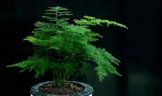 文竹可以净化空气吗