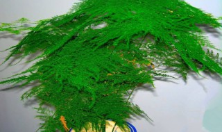 文竹有没有净化空气的作用