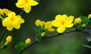 迎春花的作用（迎春花的作用与功效）