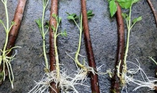 生根粉的作用和使用方法（兰花生根粉的作用和使用方法）