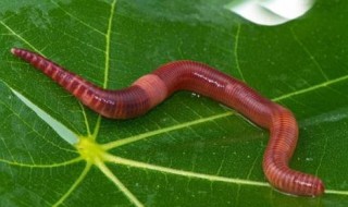 蚯蚓肥料作用与功效 蚯蚓肥料作用与功效视频