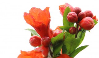 石榴花的作用与功效 石榴花的作用与功效与禁忌