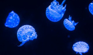 如何挽救变小的水母（水母越来越小怎么办）