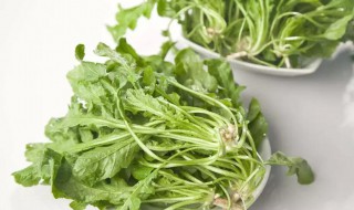 春分种什么菜好 春分节气适合种什么菜