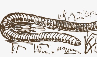 如何养蚯蚓 家里如何养蚯蚓