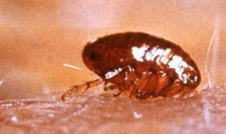 如何杀死跳蚤 如何消灭跳蚤最有效的方法