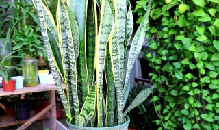 虎皮兰的特点和作用 虎皮兰的特点和作用是什么