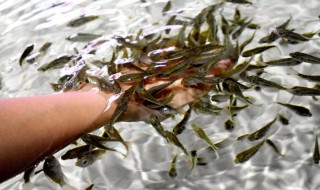 亲亲鱼为什么吃脚（鱼为什么会亲脚）