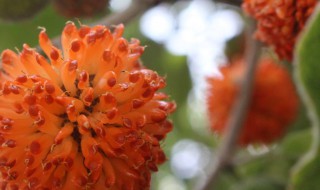 楮树花的功效与作用 楮树花的功效与作用图片