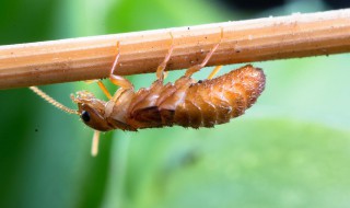 如何消灭大水蚁（如何消灭大水蚁最有效）