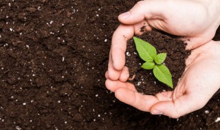 土壤调酸最好方法（土壤调酸最好方法有哪些）