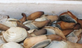 蚌如何清洗 怎么样清洗河蚌