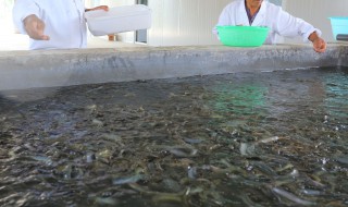 室内泥鳅养殖 室内泥鳅养殖需要阳光吗