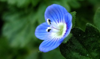 阿拉伯婆婆纳的做法 阿拉伯婆婆纳有什么作用