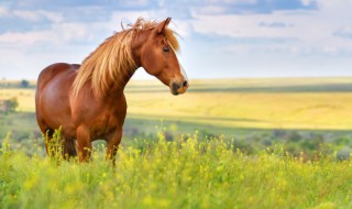 马蹄铁的作用（马蹄铁的作用和原理）