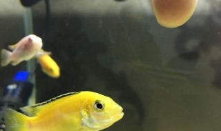 三湖慈鲷多久吐出小鱼（三湖慈鲷多久吐出小鱼来）