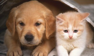 狗发朋友圈的文案（给狗发朋友圈文案）