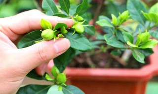 栀子怎么养（海岛柳叶水栀子怎么养）