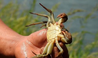 螃蟹 怎么养 螃蟹如何养