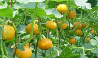 怎么种南瓜（我的世界怎么种南瓜）