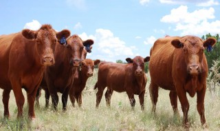 牛怎么养殖（牛怎么养殖技术）