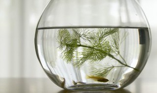 鱼缸如何清洗 鱼缸如何清洗滤材