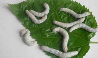 蚕卵是什么样的 蚕卵是什么样的?蚕卵孵化需要什么条件