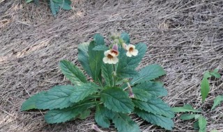 地黄是什么 地黄是什么科