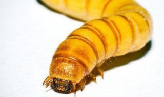 面包虫能吃吗 面包虫能吃吗有毒吗
