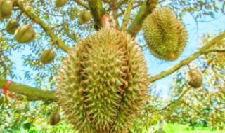 为什么榴莲那么贵 为什么榴莲那么贵榴莲肉却那么便宜
