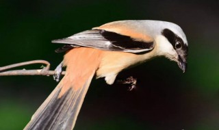 伯劳鸟好养吗 伯劳鸟能家养吗