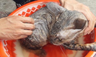 怎么去除虱子（怎么去除虱子和虱子卵）