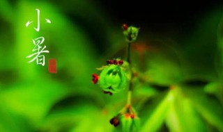 小暑是入伏了吗（小暑是入伏了吗?）