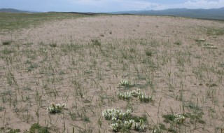 西北地区荒漠化的防治（西北地区荒漠化的防治措施）