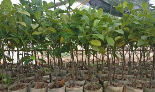 榴莲树苗怎么种植方法 榴莲树苗怎么种植方法图片