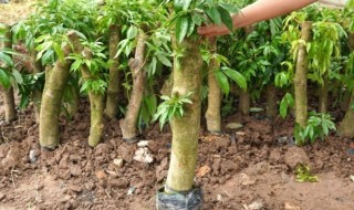 荔枝苗的种植方法（荔枝苗的种植技术）