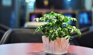 幸福树的种植方法（幸福树的种植方法视频）