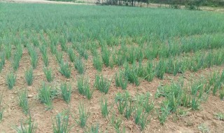 大葱如何种植方法 大葱怎么种植方法