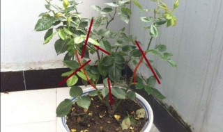 秋季月季花扦插方法（秋季月季花扦插的方法）