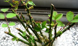 三月月季花的扦插方法（五月扦插月季花的方法）