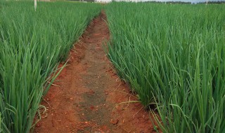 种植香葱的方法和禁忌 栽香葱的最好方式
