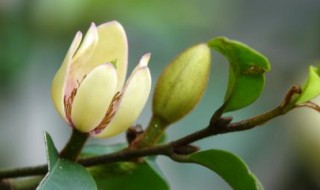 含笑花的扦插方法 含笑花的扦插方法视频