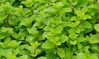 养薄荷的注意事项 养薄荷的注意事项有哪些