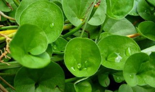 垂吊马蹄金的种植方法 马蹄金如何种植