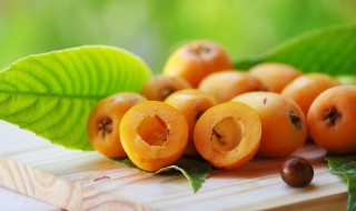 枇杷的种植方法 枇杷种植