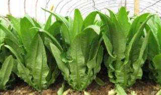 油麦菜的种植方法（盆栽油麦菜的种植方法）